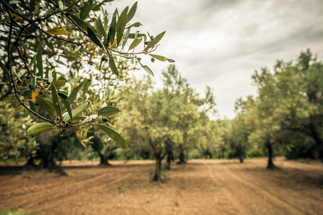Gladstone Land Buys Northern California Olive Orchard
